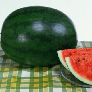 Арбуз Шуга Деликата F1 - ООО «Семена Тут»