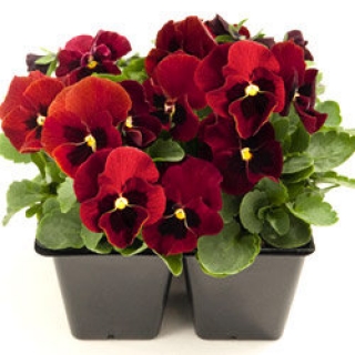 Виола рогатая Эдмаер Ред Блотч [100 шт] - ООО «Семена Тут»