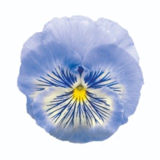 Виола крупноцветковая Кетс Плюс Марина [1000 шт] - ООО «Семена Тут»