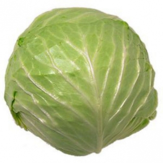 Капуста белокочанная Хипо F1 - ООО «Семена Тут»