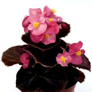 Бегония вечноцветущая Найтлайф Дип Роуз [50 драже] - ООО «Семена Тут»