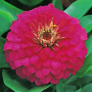 Цинния Дримленд Роуз [10 гр] - ООО «Семена Тут»