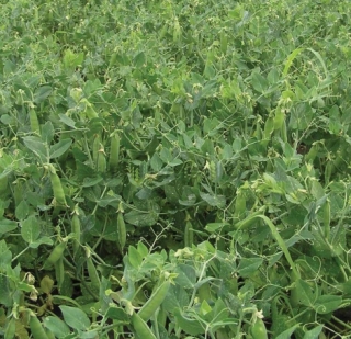 img-1: Горох Карина - ООО «Семена Тут»