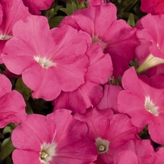 Петуния мультифлора Селебрити Пинк [50 драже] - ООО «Семена Тут»