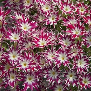 Флокс Попстарс Роуз виз Ай [250 шт] - ООО «Семена Тут»