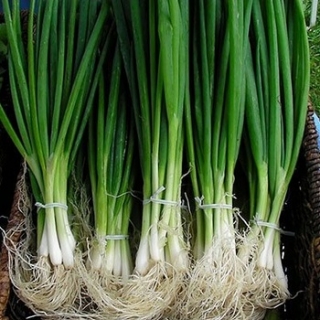 Лук батун Киотомаркет - ООО «Семена Тут»