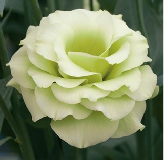 Эустома Крома 3 Грин [100 драже] - ООО «Семена Тут»