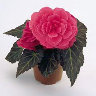 Бегония клубневая Нонстоп Мокка Пинк Шейдес [500 драже] - ООО «Семена Тут»