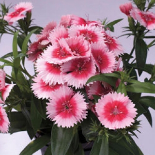 Гвоздика Чиба Строберри [500 шт] - ООО «Семена Тут»