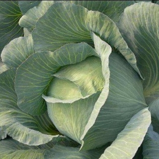 Капуста белокочанная Файтер F1 - ООО «Семена Тут»