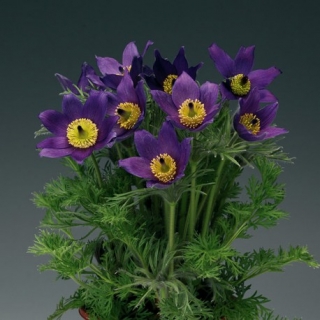 Прострел обыкновенный Пинвил Блю Виолет Шейдес [100 шт] - ООО «Семена Тут»