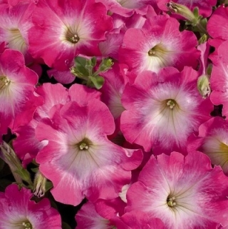 Петуния мультифлора Селебрити Пинк Морн [50 драже] - ООО «Семена Тут»