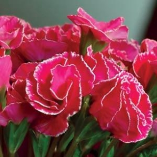 Примула махровая Примлет Роуз Виз Эйдж [100 шт] - ООО «Семена Тут»