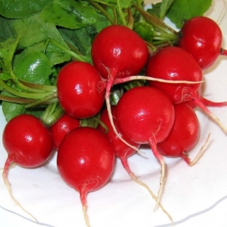 Редис Дабел F1 - ООО «Семена Тут»