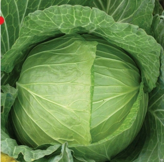 img-0: Капуста белокочанная Джигит - ООО «Семена Тут»