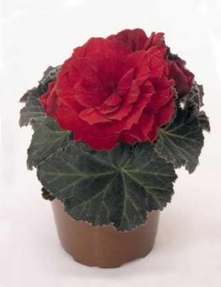 Бегония клубневая Нонстоп Мокка Скарлет [1000 драже] - ООО «Семена Тут»