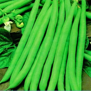 img-0: Фасоль Нагано - ООО «Семена Тут»