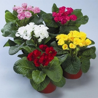 Примула махровая Розанна Микс [1000 шт] - ООО «Семена Тут»