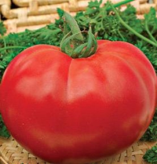 Томат Султан F1 - ООО «Семена Тут»