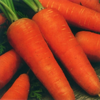Морковь Шантенэ 2461 - ООО «Семена Тут»