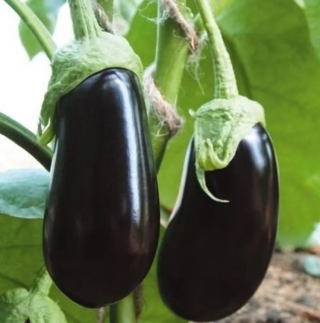 img-0: Баклажан Альмалик F1 - ООО «Семена Тут»