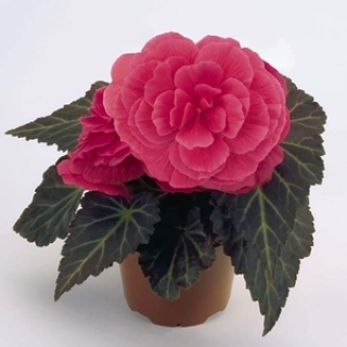 Бегония клубневая Нонстоп Пинк [50 драже] - ООО «Семена Тут»