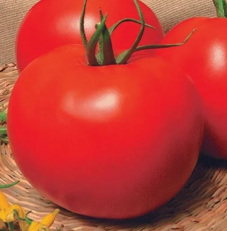 Томат Транс Кинг F1 (инкруст.семена) - ООО «Семена Тут»