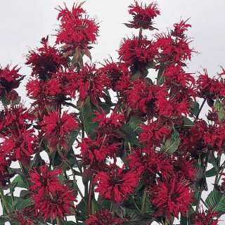 Монарда двойчатая Панорама Ред [1000 шт] - ООО «Семена Тут»