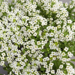 Алиссум Вондерленд Вайт [1000 драже] - ООО «Семена Тут»