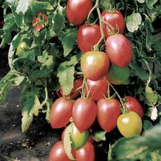 Томат Бонапарт F1 - ООО «Семена Тут»