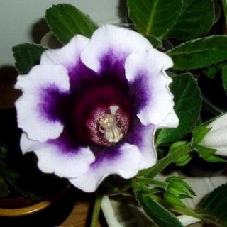 Глоксиния Аванти F1 Блю виз Вайт эдж  [100 драже] - ООО «Семена Тут»