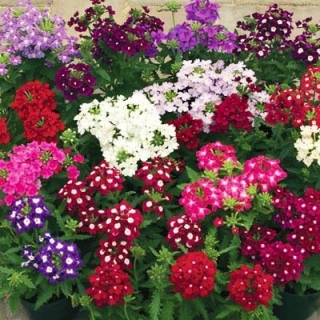 Вербена Обсешн Микс [5000 шт] - ООО «Семена Тут»