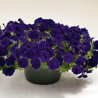 Петуния ампельная Саксесс Блю [50 драже] - ООО «Семена Тут»