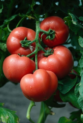 img-1: Томат Шибик F1 - ООО «Семена Тут»