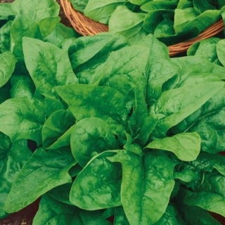 Шпинат Крепыш (фракция 2,0 - 3,0 мм) (инкруст. семена) - ООО «Семена Тут»