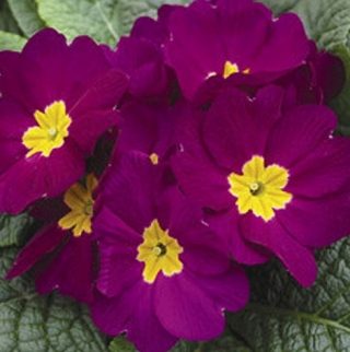 Примула Орион Виолет [250 шт] - ООО «Семена Тут»