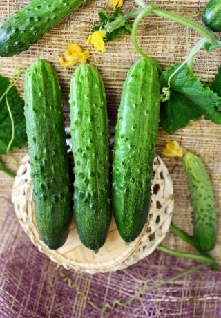 Огурец Прагматик F1 (инкруст. семена) - ООО «Семена Тут»