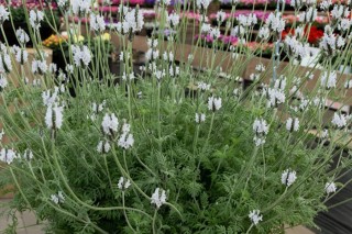 img-1: Лаванда Торч F1 Минти айс [500 шт] - ООО «Семена Тут»