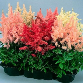 Астильба Арендса Шоустар [500 драже] - ООО «Семена Тут»