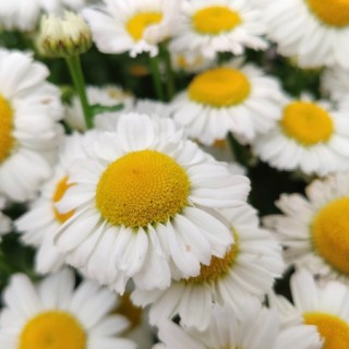 img-0: Нивяник Арктик Сноу [1000 шт] - ООО «Семена Тут»