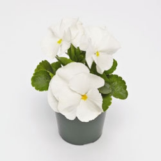 Виола крупноцветковая Инспайер Плюс Вайт  [50 шт] - ООО «Семена Тут»