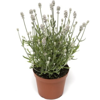 Лаванда Вайт Сцент Компакт [100 шт] - ООО «Семена Тут»