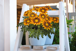 img-2: Газания Зени F1 Оранж Флейм [100 шт] - ООО «Семена Тут»