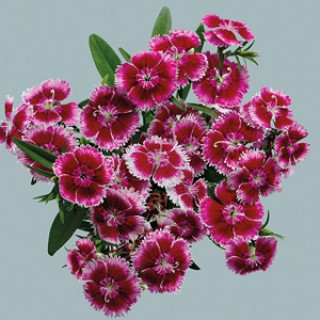 img-0: Гвоздика Чиба Черри Пикоти [500 шт] - ООО «Семена Тут»