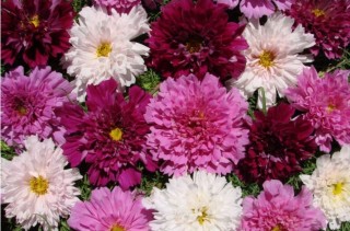 img-1: Космея Махровая кнопка [1 гр] - ООО «Семена Тут»