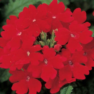 Вербена Обсешн Ред [100 шт] - ООО «Семена Тут»