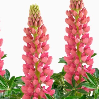 img-0: Люпин Люпини Ред [100 шт] - ООО «Семена Тут»