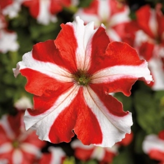 Петуния грандифлора Тритуния Ред Стар [5000 драже] - ООО «Семена Тут»