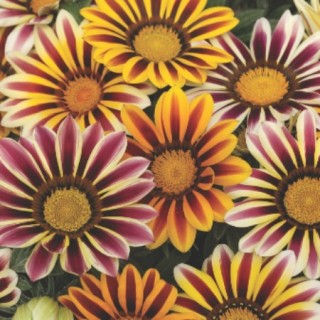 Газания Фрости Кисс Флейм микс [100 шт] - ООО «Семена Тут»