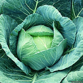 img-0: Капуста белокочанная Форсаж - ООО «Семена Тут»